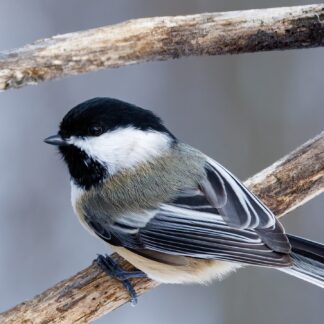 Chickadee perches on a branch