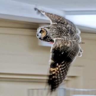 Long Earred Owl flying in a classroom.