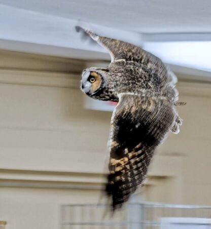 Long Earred Owl flying in a classroom.