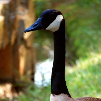 Head shot of a Canada Goose.