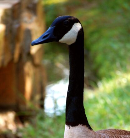 Head shot of a Canada Goose.