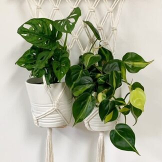Two plants hang on a double macrame plant hanger.