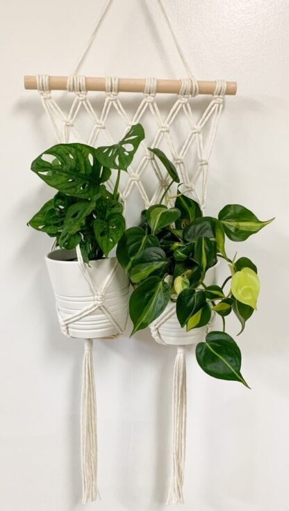 Two plants hang on a double macrame plant hanger.