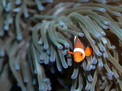 A clown fish peeks out from inside a coral anemone.