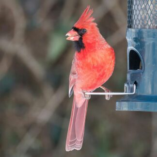 cardinal at feeder