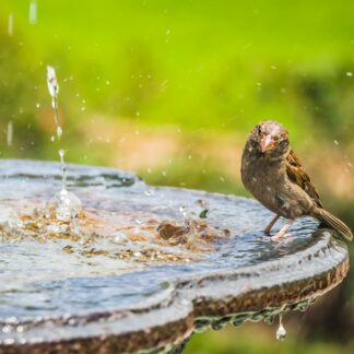 sparrow in birdbath