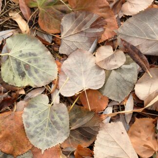 autumn leaves
